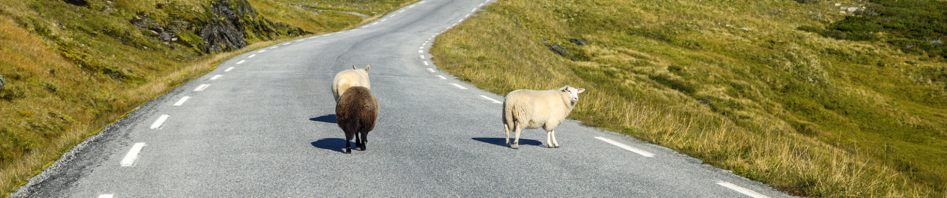 Moutons dans des paysages norvégiens