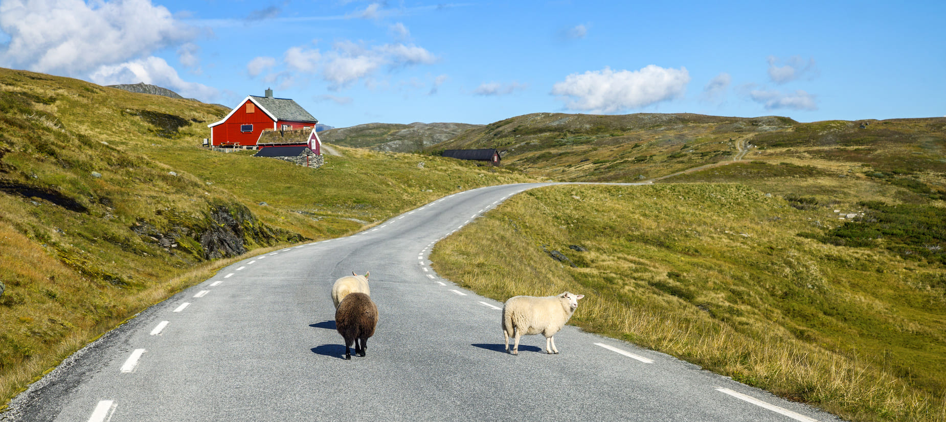 Moutons dans des paysages norvégiens