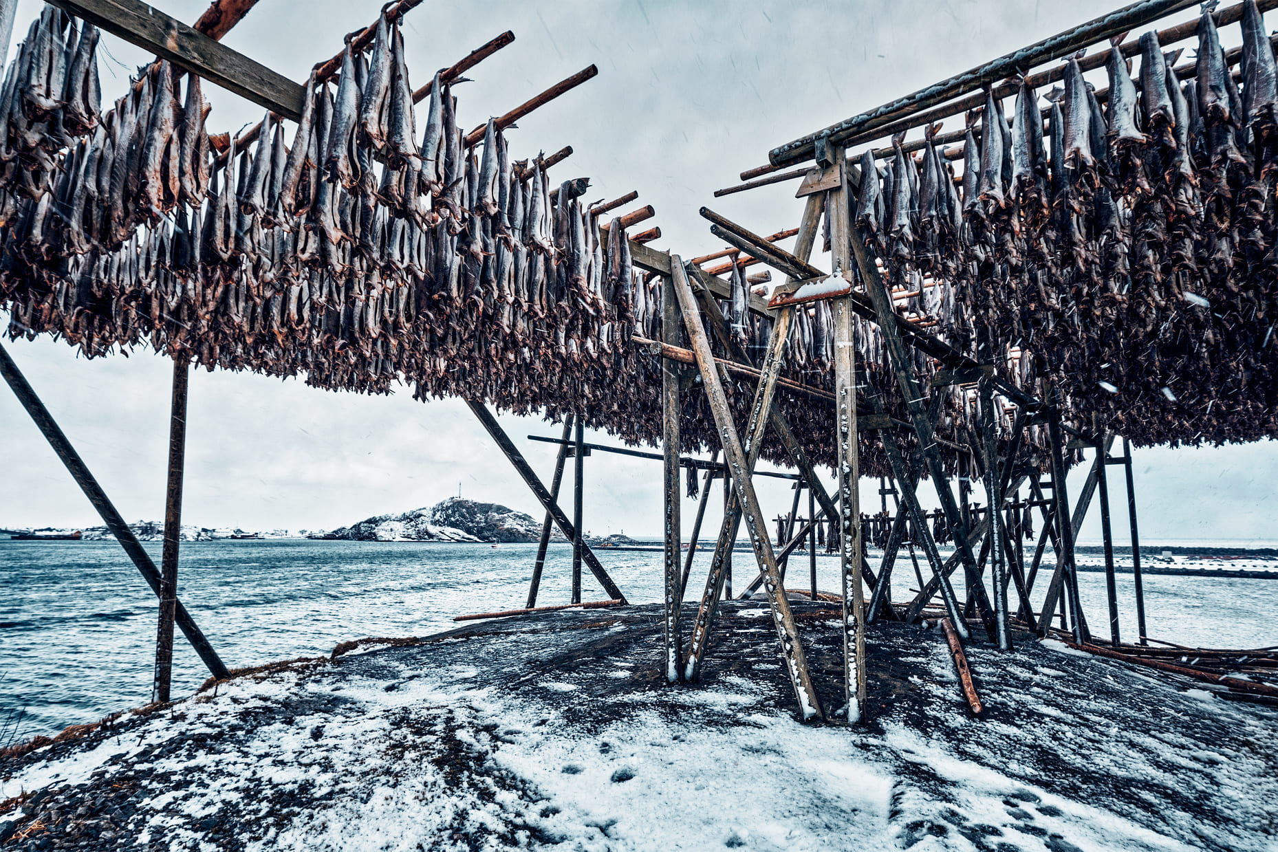 Séchoirs à morue dans les îles Lofoten en Norvège