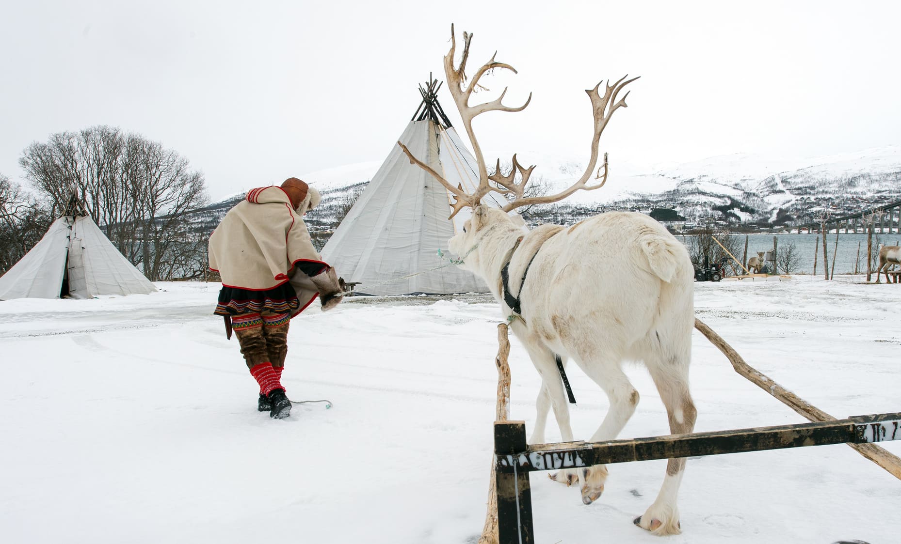 Sami en habit traditionnel avec un renne tirant un traineau