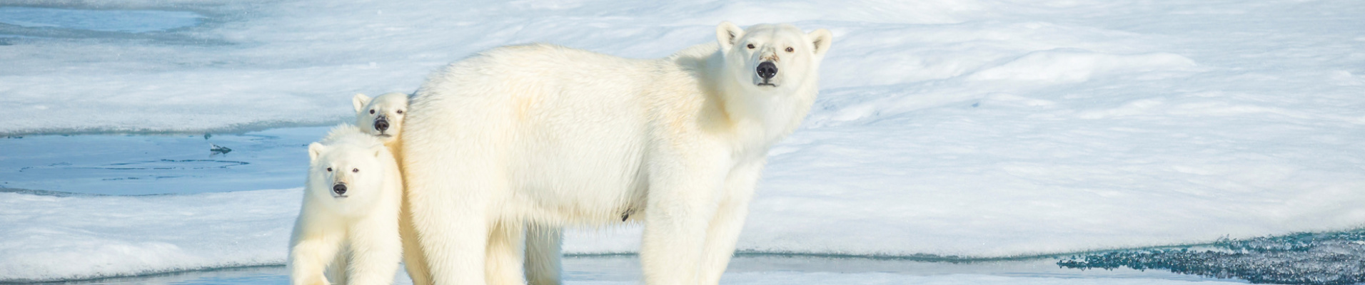 Ours avec ses deux oursons au Svalbard