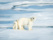 Ours avec ses deux oursons au Svalbard
