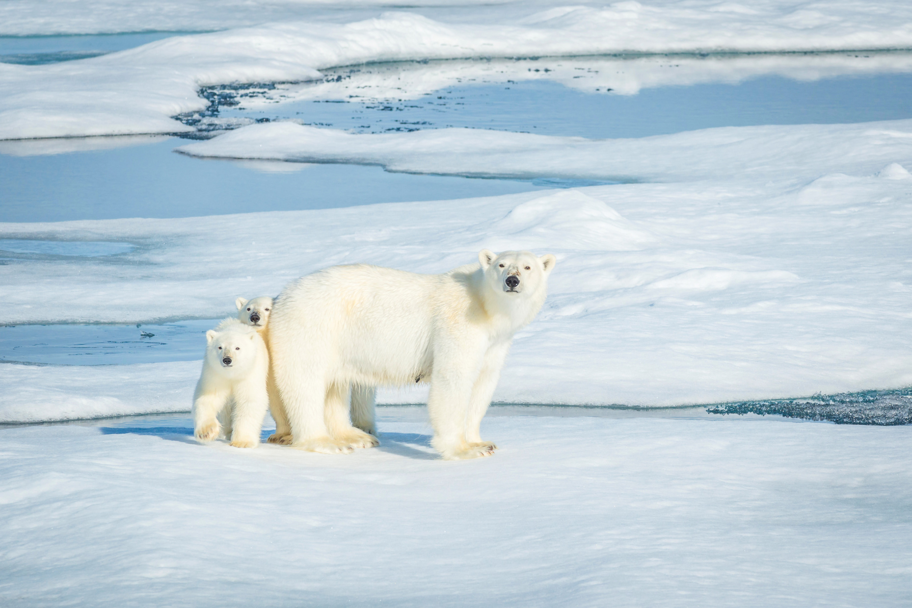Ours avec ses deux oursons au Svalbard