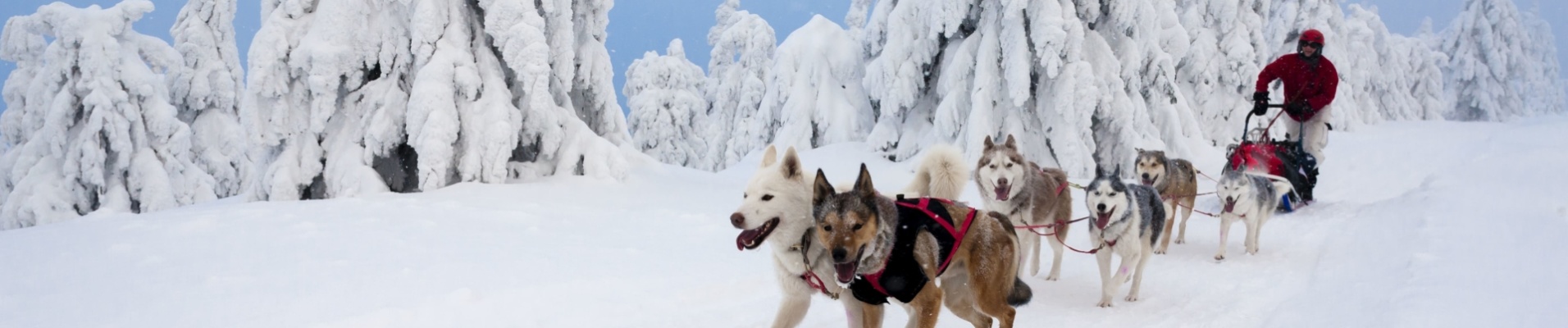 Chiens de traineau en Norvège