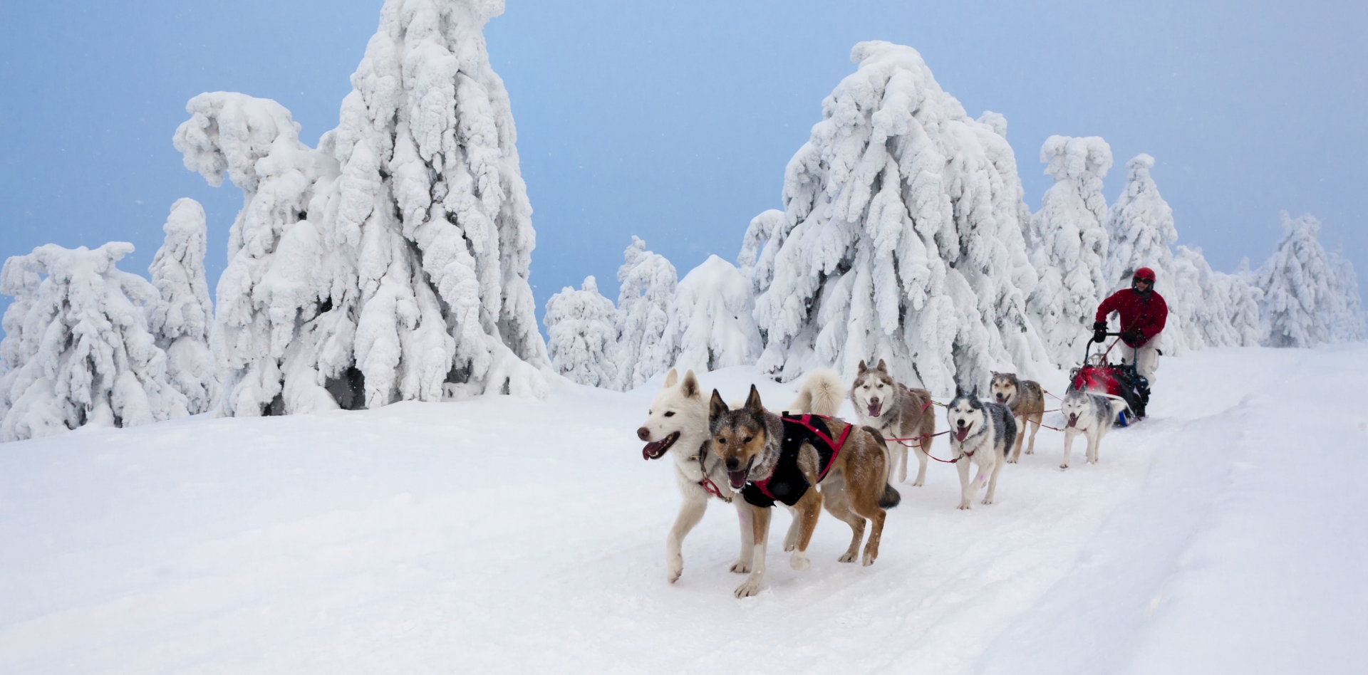 Chiens de traineau en Norvège