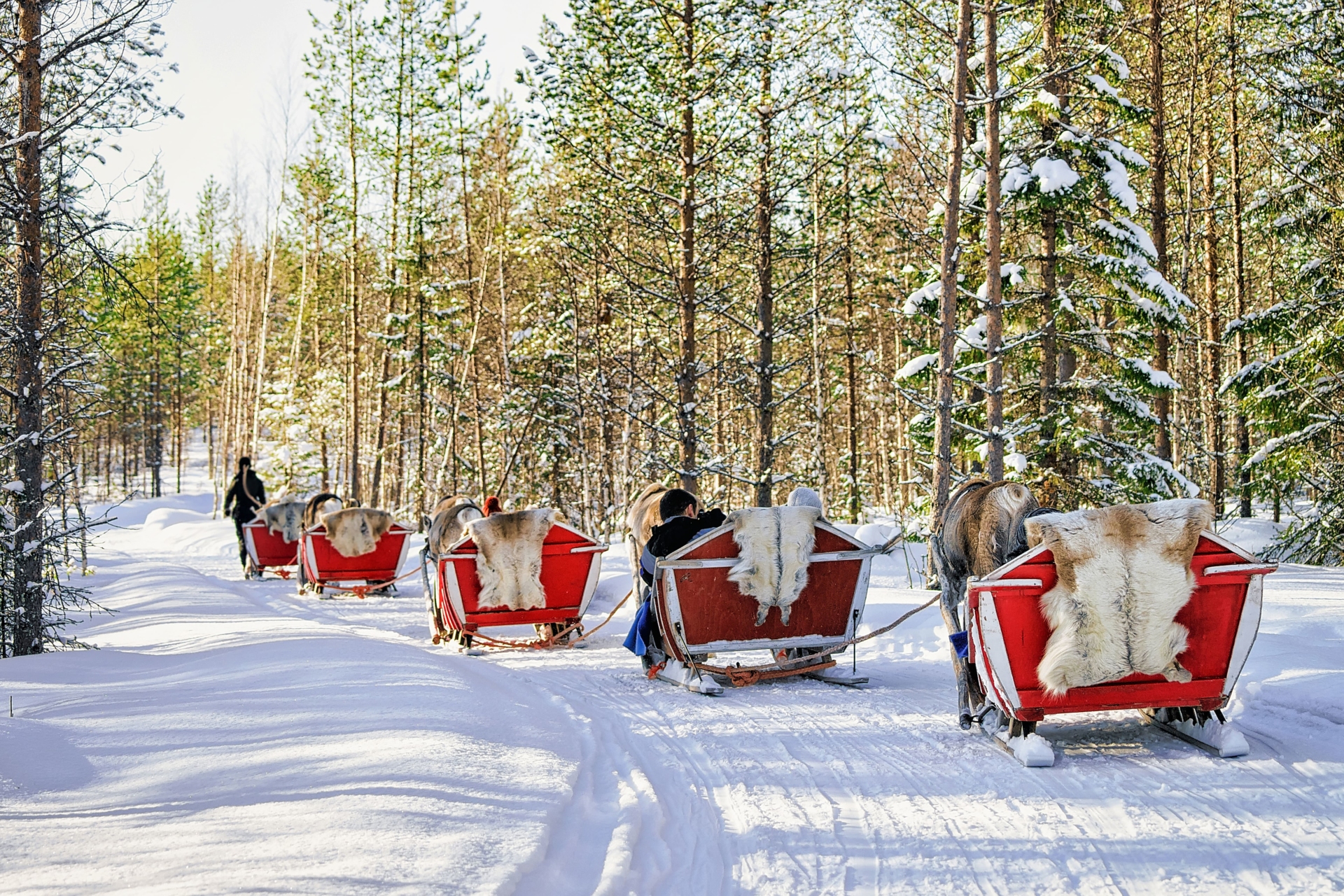 Traîneaux traversant la forêt en Norvège