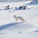 Renard polaire sur la neige en Norvège