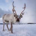 Renne norvégien à Tromso